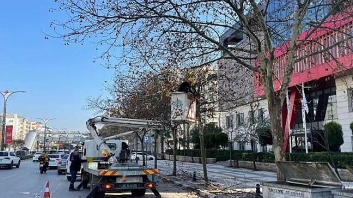 Mimar Sinan Bulvarı’ndaki Çınar Ağaçlarına Kış Bakımı Yapıldı