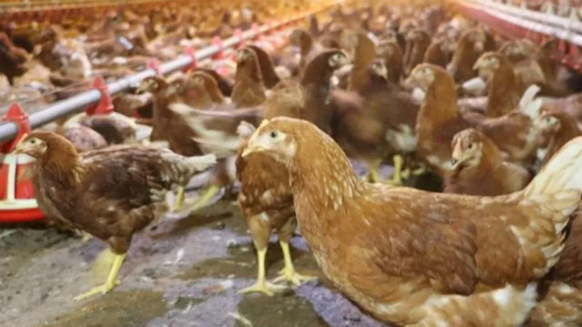Kümes hayvancılığında artış! Yaklaşık 2 milyar adet yumurta üretildi