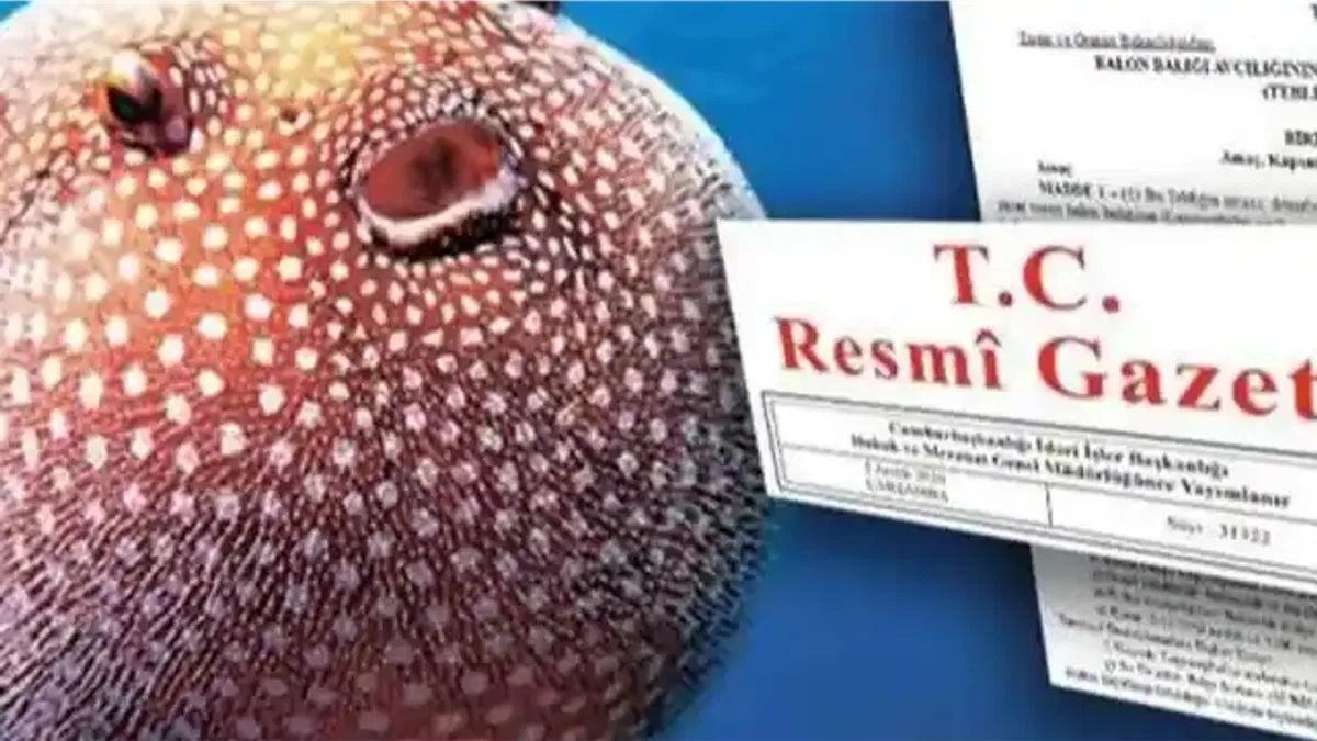 Balon Balığı avcılığı destekleri artırıldı… Zehirli türe destek 35 TL’ye yükseltildi