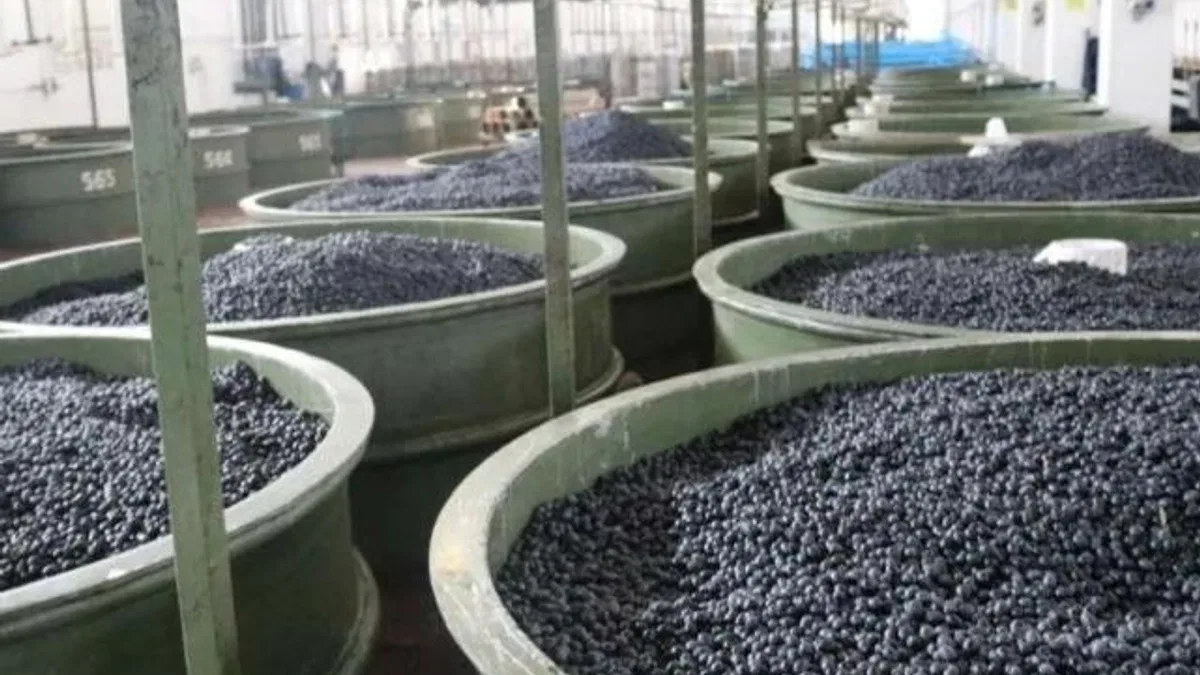 Marmarabirlik’ten zeytinci ortağa 5’inci dilim ödeme… 200 milyon TL daha hesaplara yatıyor
