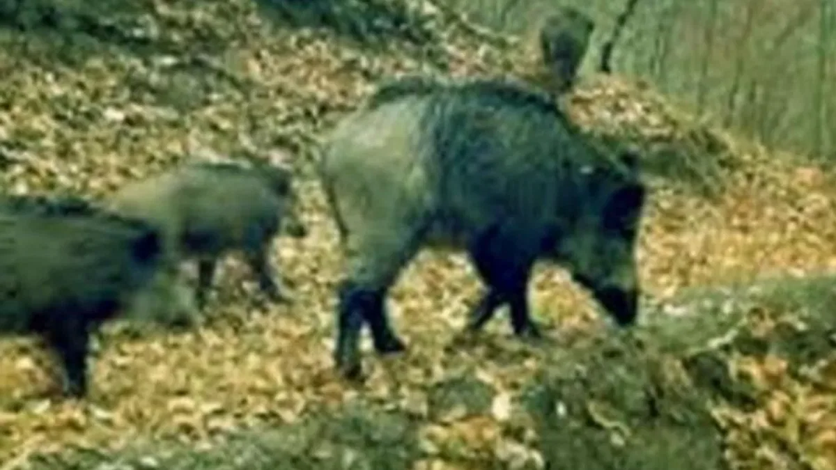 Artvin’de kaçak avcılara para cezası!