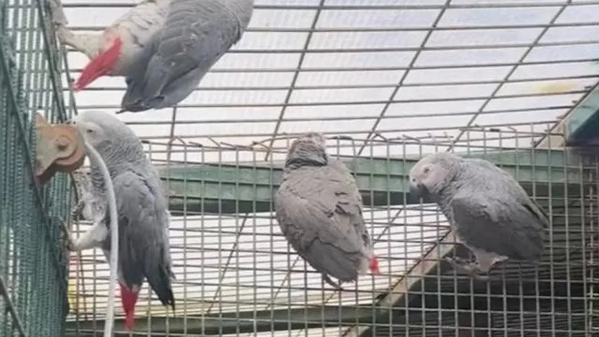 İstanbul’da kaçak yaban hayvanı operasyonu… 20 Afrika gri papağanına el konuldu