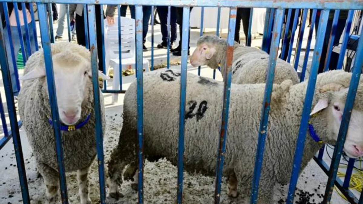 İzmir Aliağa’da ‘damızlık koç’lar dağıtıldı