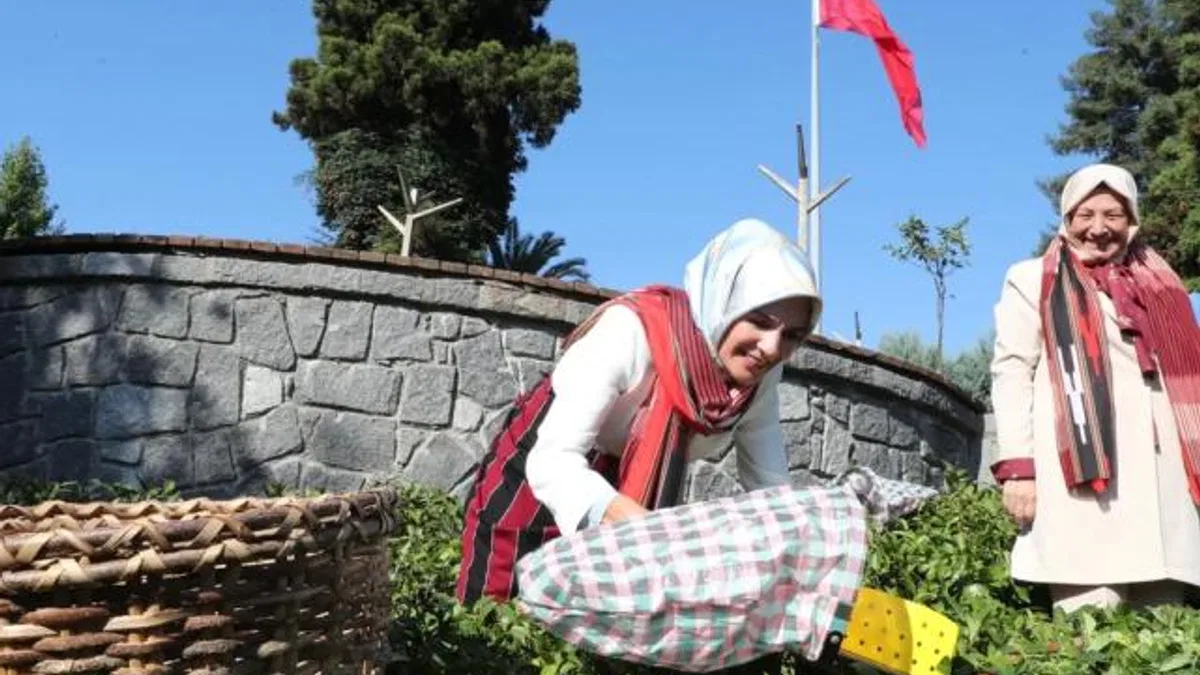 Bakan Göktaş yöresel kıyafetlerle Rize’de çay hasat etti