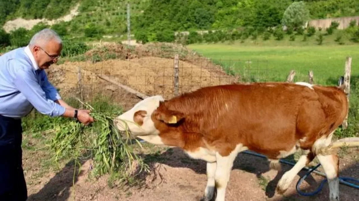 Ordu’da besicilerin yüzü güldü