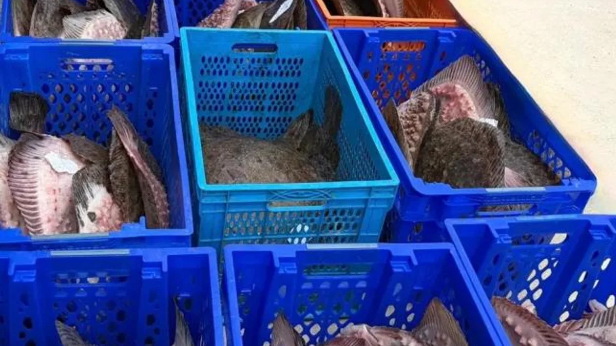 Yasadışı kalkan avcılığına müdahale! 169 balık Darülaceze’ye teslim edildi
