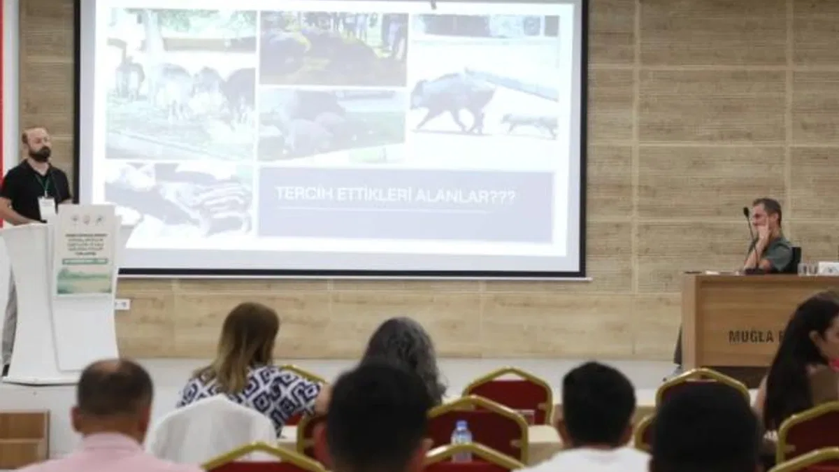 Muğla’da yaban domuzları gündemde