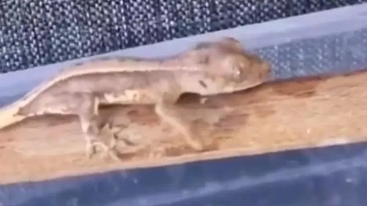 Burdur’da yasaklı yaban hayvanları ele geçirildi
