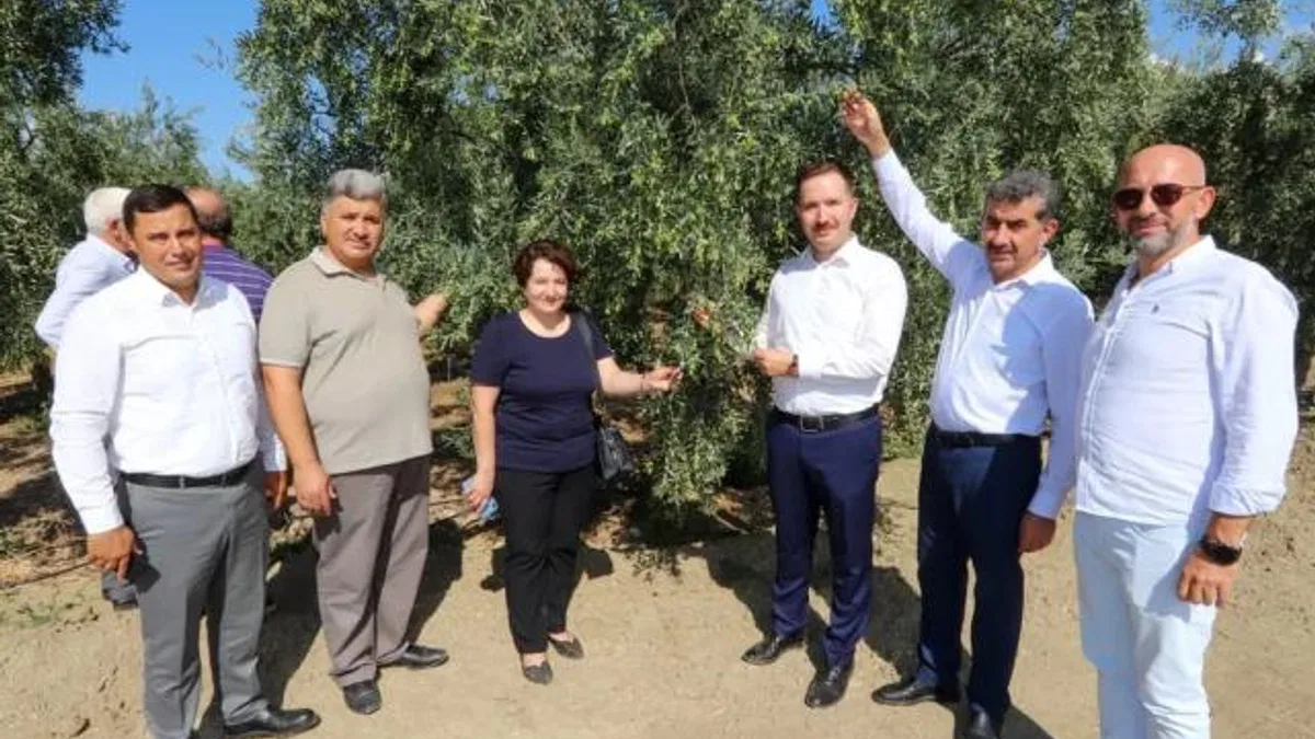 Bursa’da zeytin rekoltesinde yüksek verim bekleniyor