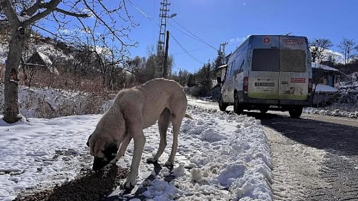 Keçiören Belediyesi can dostları unutmadı