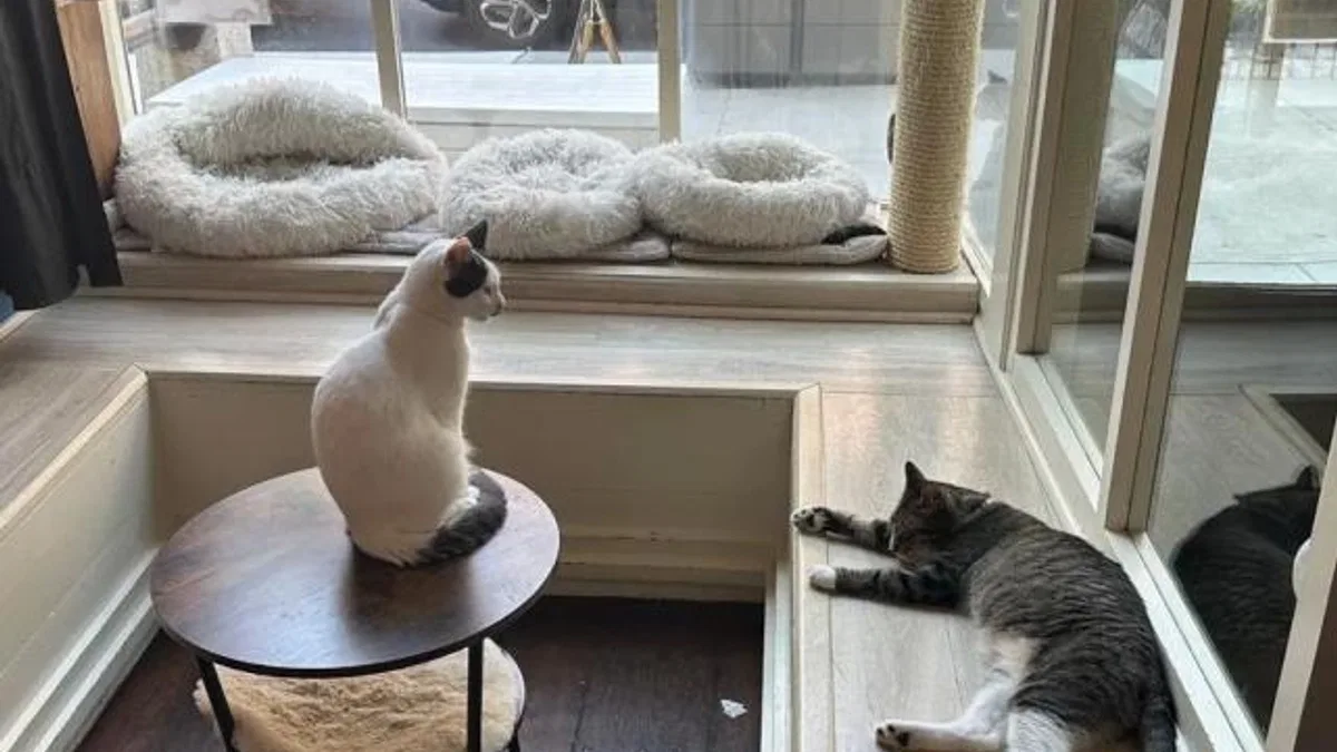 ABD’de kedi sevmeyi özleyenlerin adresi