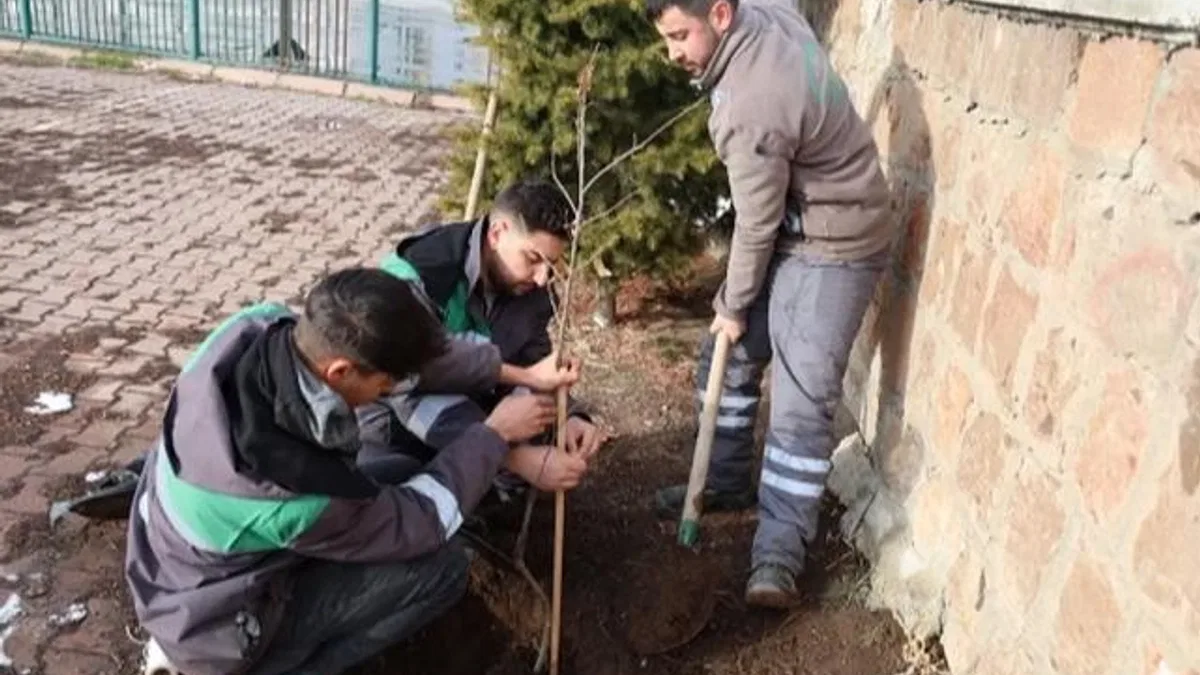 Kayseri Talas’ın kamu alanlarına kestane fidanı