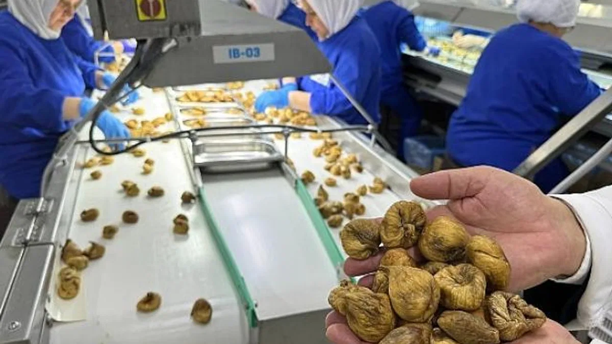Kuru incir ihracatı 292 milyon dolarla sezonu kapattı