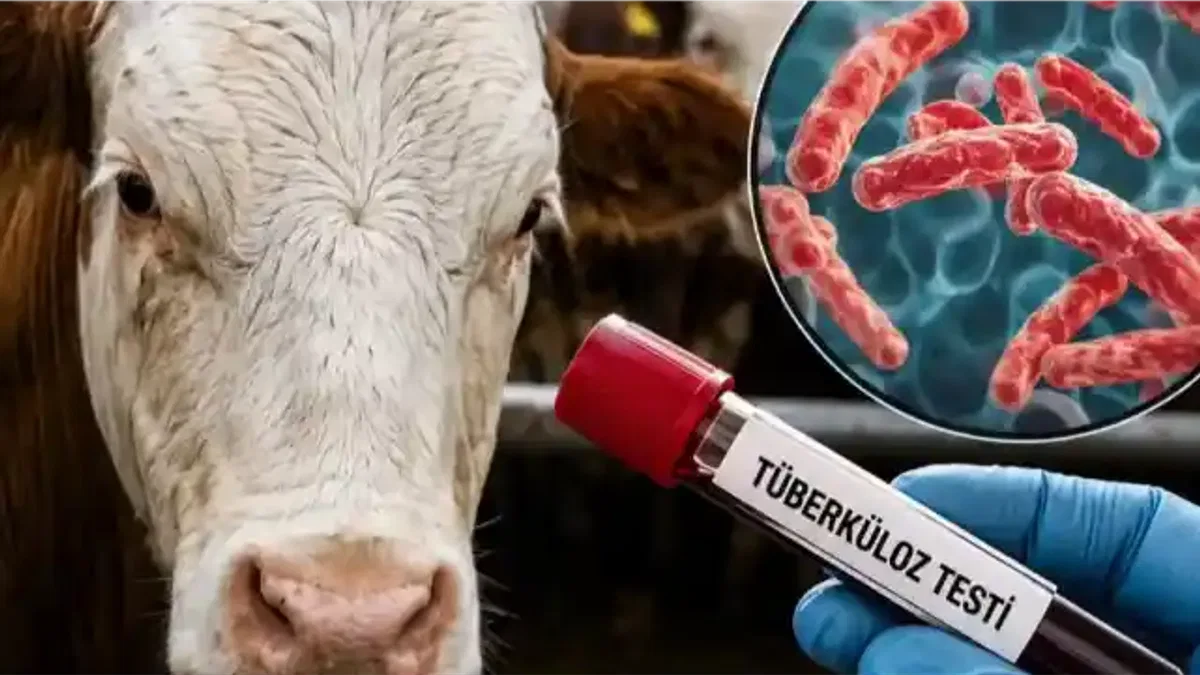 Sığır tüberkülozuyla mücadelede yeni dönem… Test süreleri kısaldı, arilik şartları değişti