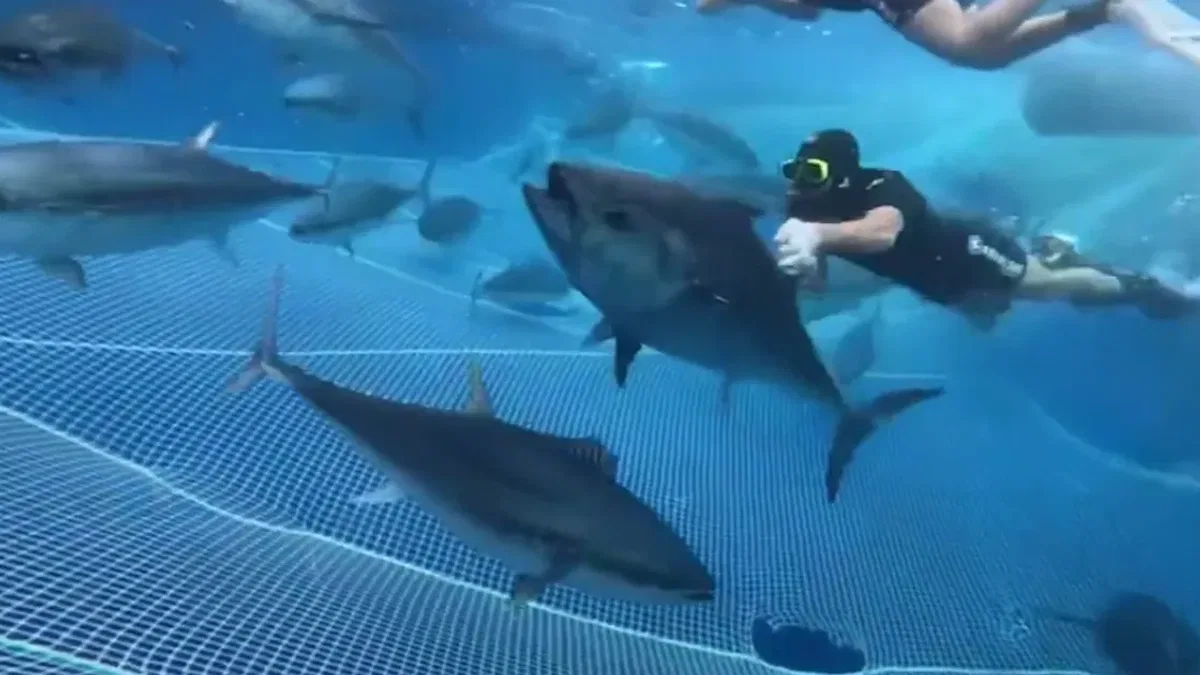 Alanya açıklarında 28 orkinos uydu vericisiyle takibe alındı