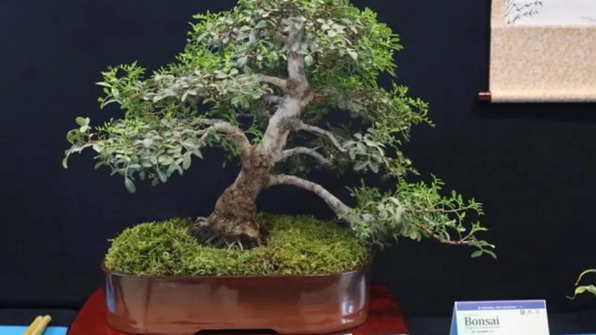 Kocaeli’de sanat tutkunları bonsai sanatı ile tanıştı