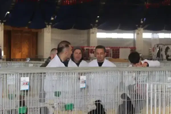 Batı Antalya ilk kez süs tavukları gösterisine ev sahipliği yapıyor