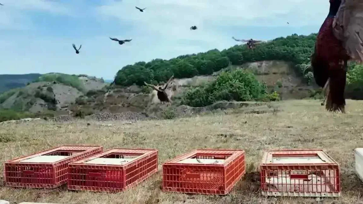 Doğal mücadelede yeni hamle… 51 bin keklik ve sülün doğaya salınacak