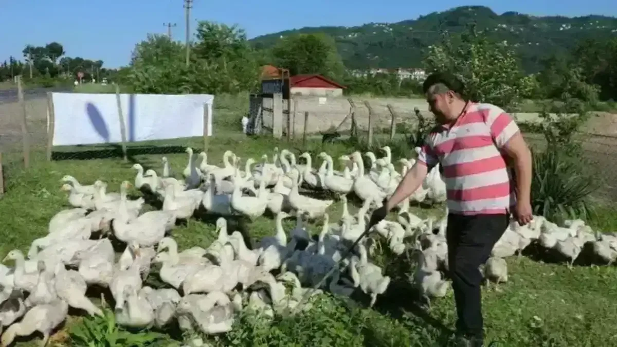 Ordu’da kaz yetiştiriciliği büyüyor