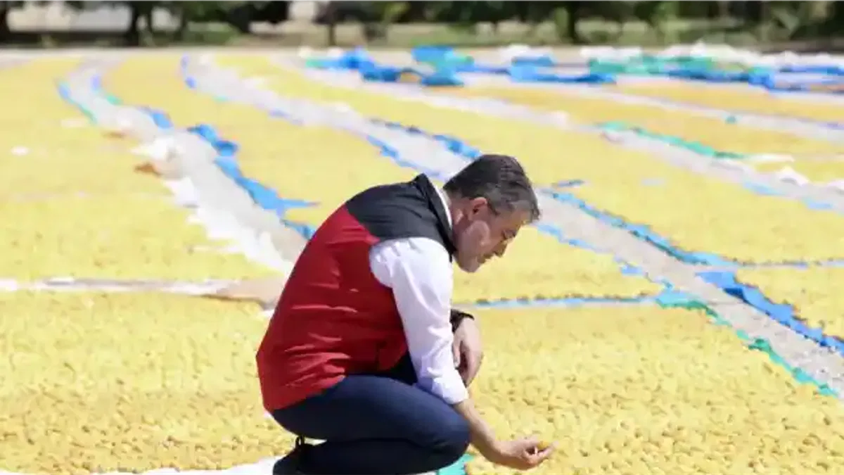 Malatya kayısısında bereket