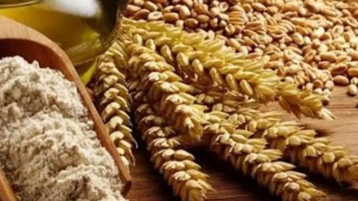 Bursa Büyükşehir’den ‘Siyez Buğdayı’ alım desteği