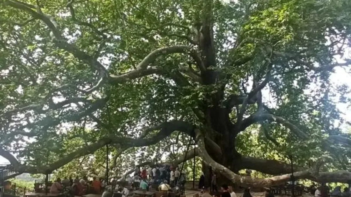 Tarihi İnkaya Çınarı turistler tarafından yoğun ilgi görüyor
