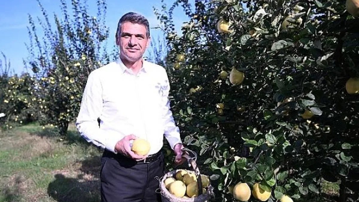 Hasat Başladı, Şimdi Eşme Ayva Festivali Zamanı