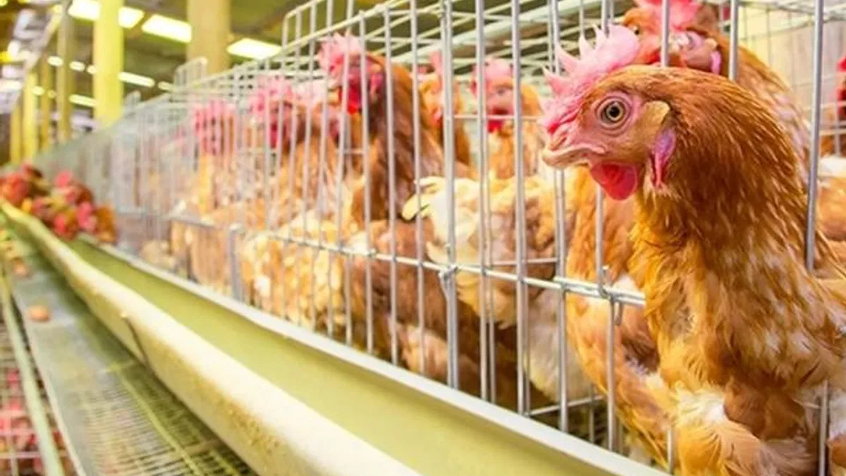 Yumurtacı tavukların kafes standardında değişiklik… Mevcut kafes sistemleri 2029’da sona eriyor