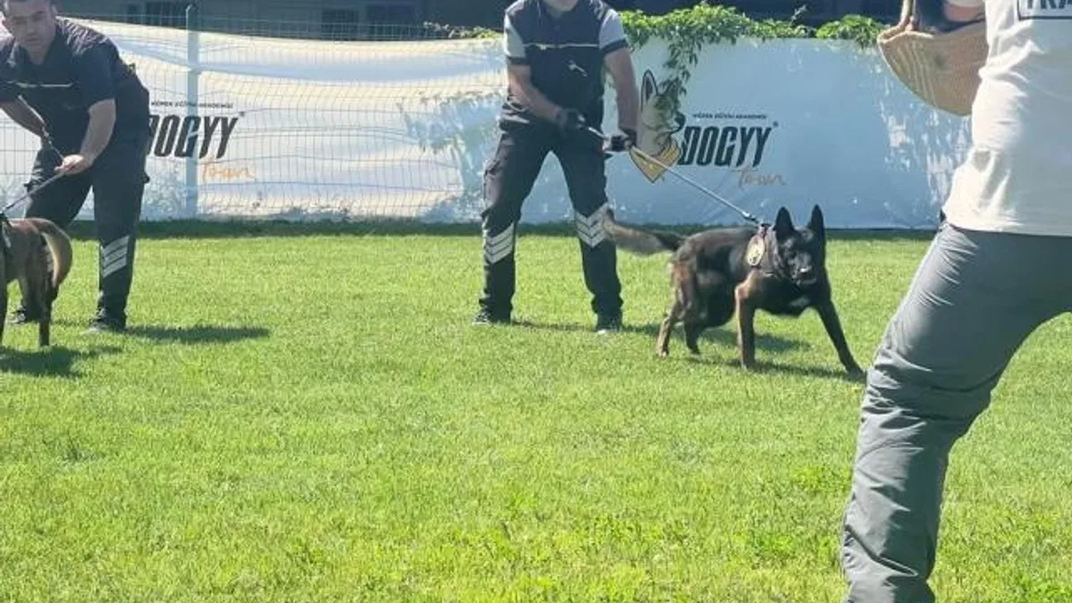 Hangi köpek ırklarından patlayıcı madde uzmanı çıkıyor?