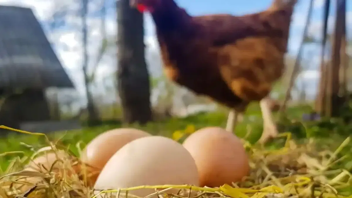 Kümes hayvancılığında üretim arttı! Tavuk yumurtası ve etinde yükseliş