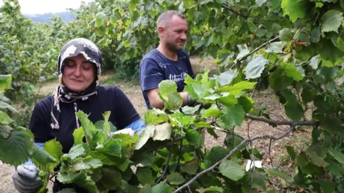 Fındık ekmek kapısı oluyor