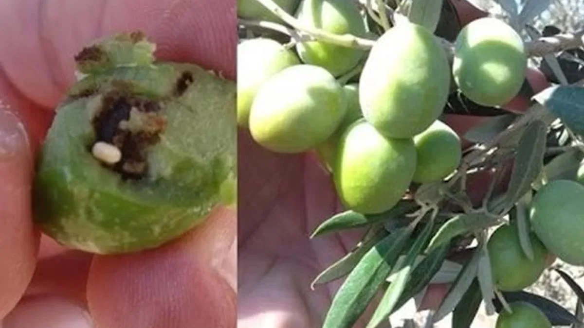 Bursa Mudanya’da zeytin üreticilerine takoz uyarısı