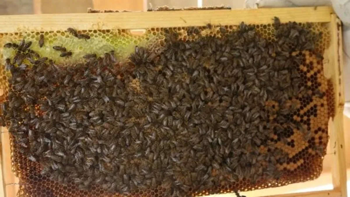 Artvin’de bal fiyatları belli oldu