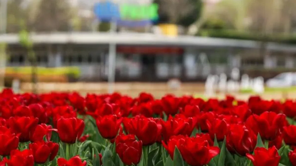 Bursa’da parklar lale ve çiçeklerle renklendi