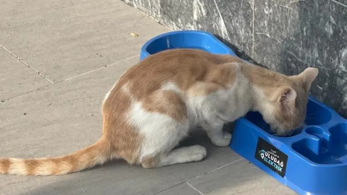 Uludağ Elektrik’in projesi sokak hayvanlarına umut oluyor