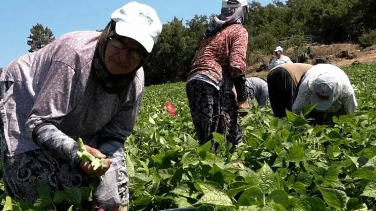Badalan fasulyesi toprakla buluştu, çiftçilerin yüzü güldü