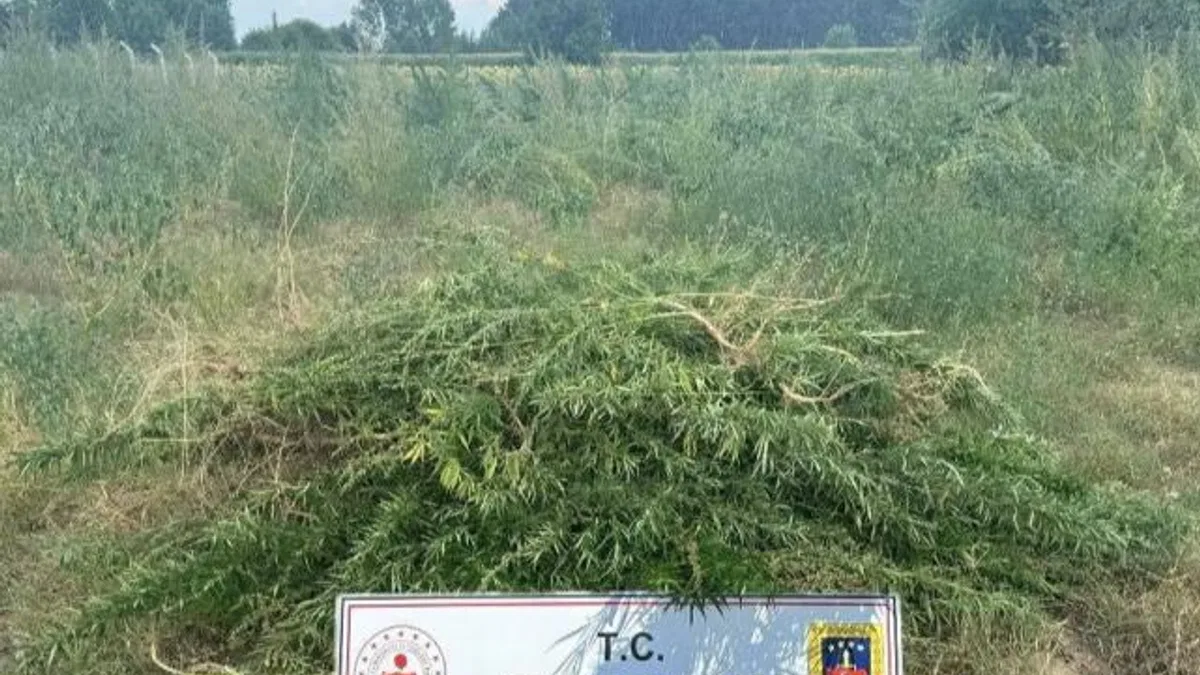 Edirne Keşan’da 3 bin kenevir bitkisine imha