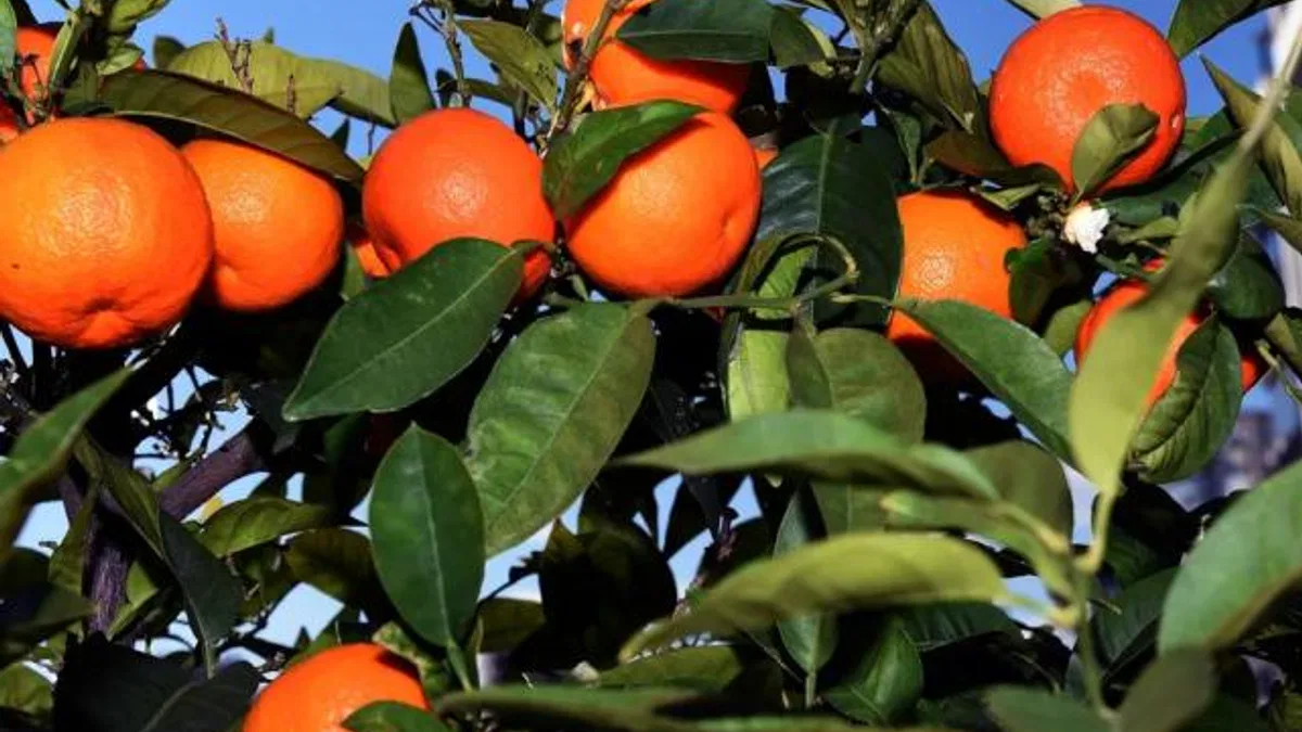 Antalya’dan Kardeş kente turunç ve kamkat fidanı