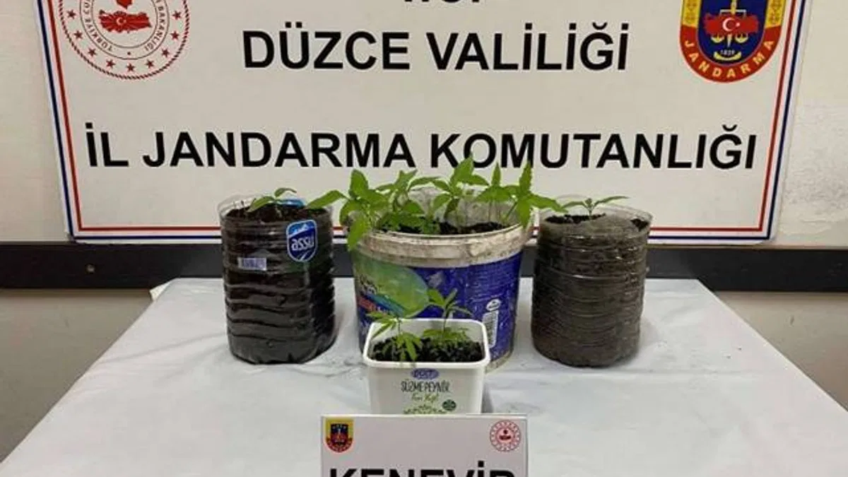Düzce Jandarması’ndan uyuşturucu operasyonu