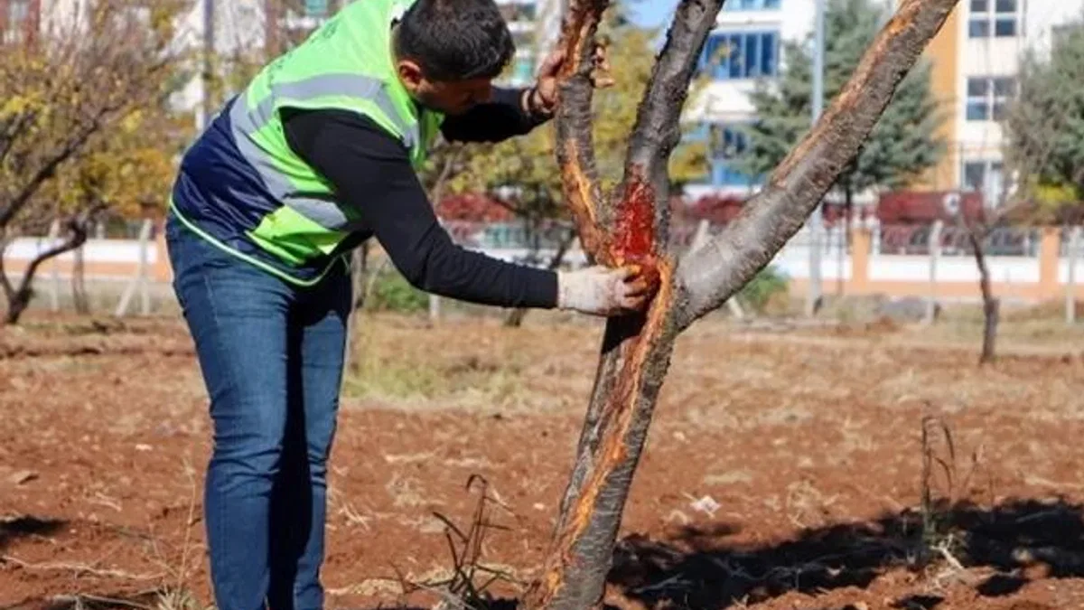 DBB özel yöntemlerle ağaçları tedavi ediyor