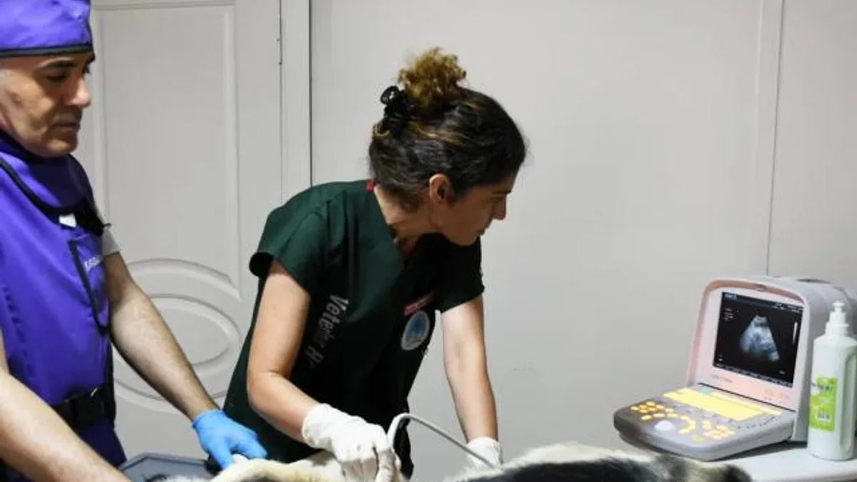 İzmir Karabağlar’dan sokak hayvanlarına modern hizmet