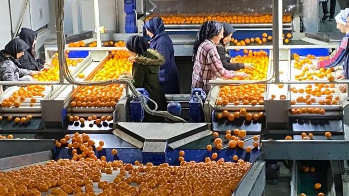Mandalina ihracatı tarih yazıyor… 2023’ün rekorunu 2025’in 11 ayında kırdı