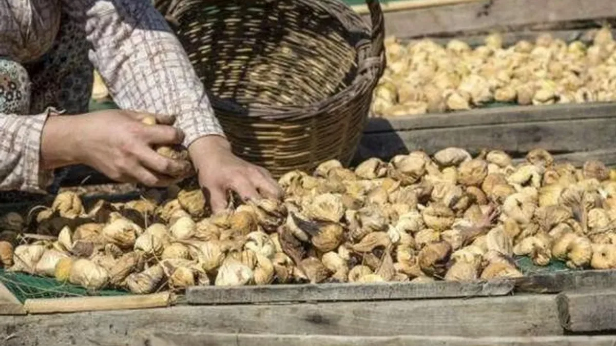 Kuru incir uzak pazarlara yelken açtı… İlk gemi 25 Eylül’de
