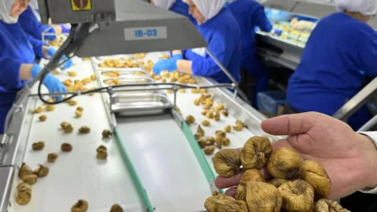 Kuru incir ihracatı 350 milyon doları aştı… İhracat için ilk gemiye hazırlanılıyor