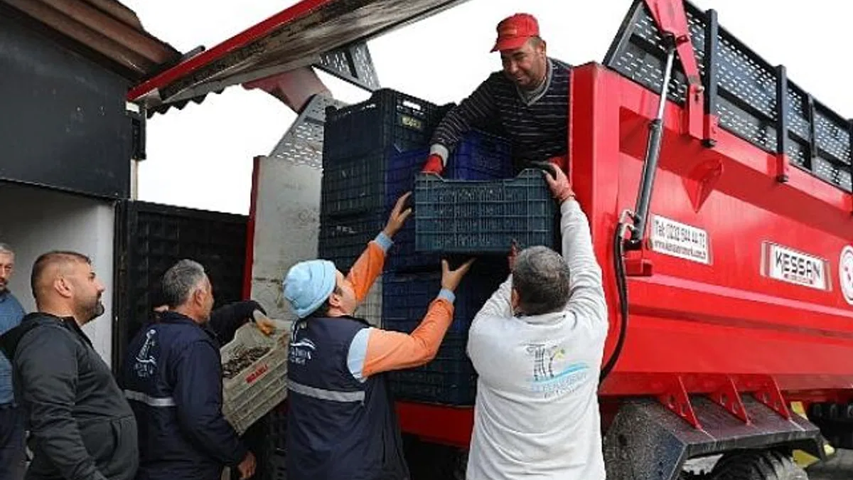 Seferihisar’da Zeytinyağı Sezonu Açıldı