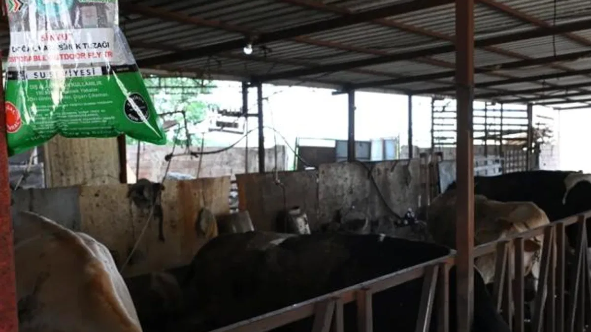 Manisa’da karasineğe karşı tedbir