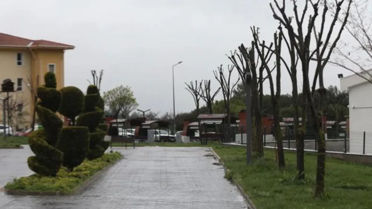 Muğla’da ağaçlara gençlik aşısı