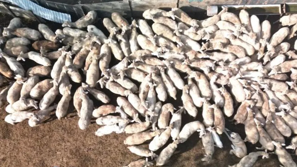 Kocaeli Büyükşehir’in koç desteğiyle 5.400 kuzu doğdu