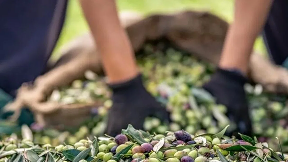 Sofralık zeytin ihracatında 255 milyon dolarlık tarihi rekor