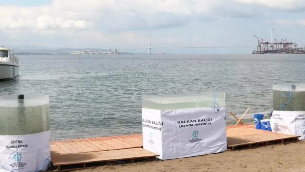 İzmit Körfezi’ne 6 bin balık daha salınacak